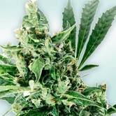 Atlant CBD (VIP Seeds) feminized