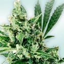 Atlant CBD (VIP Seeds) feminisiert