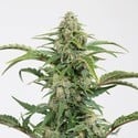 Dinamed CBD Autoflowering (Dinafem) feminisiert