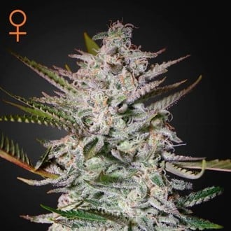 Holy Punch (Greenhouse Seeds) feminisiert