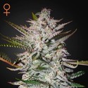 Holy Punch (Green House Seeds) Feminized