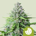Royal Cookies Automatic (Royal Queen Seeds) feminisiert