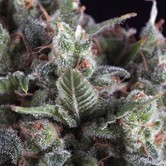 Olympia (Pyramid Seeds) feminized
