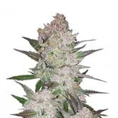 Cream Cookies (FastBuds) Feminized