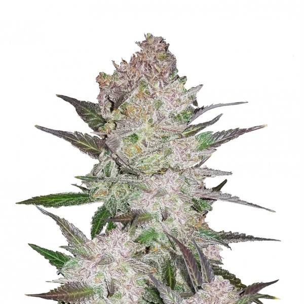 Cream Cookies Auto (FastBuds) feminisiert