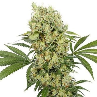 Buddha Medikit (Buddha Seeds) Feminized