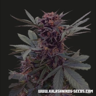 Babushka Black Auto (Kalashnikov Seeds) feminisiert