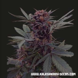 Babushka Black Auto (Kalashnikov Seeds) Feminized