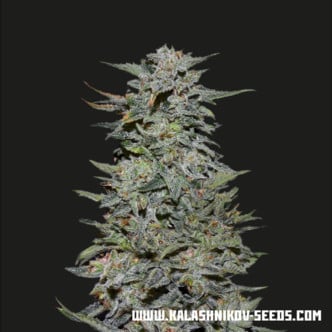 Boy Scout Cookies (Kalashnikov Seeds) Feminized