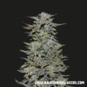 Boy Scout Cookies (Kalashnikov Seeds) feminisiert