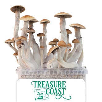 Zamnesia Grow Kit 'Treasure Coast'