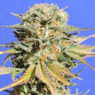 Bruce Banner 3 (Original Sensible Seeds) Feminized