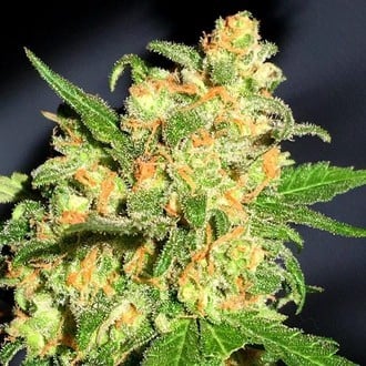 Bruce Banner (BSB Genetics) feminisiert