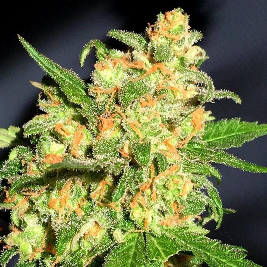 OG Kush Feminisiert (Hulk Seedbank)