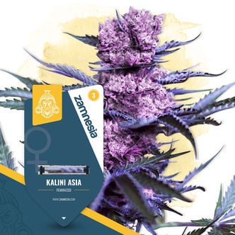 Kalini Asia (Zamnesia Seeds) feminisiert