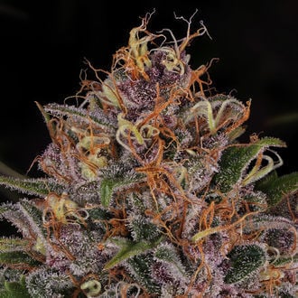 Kalini Asia (Zamnesia Seeds) Feminized