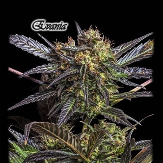 Evania (GeneSeeds) feminized