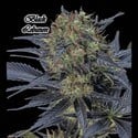 Black Lebanon (GeneSeeds) feminisiert