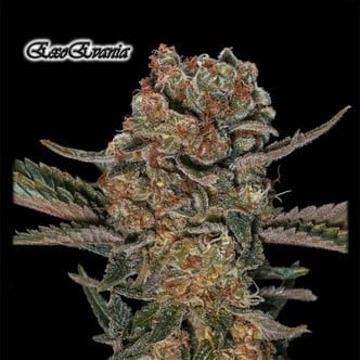 ExoEva (GeneSeeds) feminized