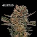 ExoEvania (GeneSeeds) Feminized