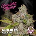 Monkey Glue (Growers Choice) feminisiert