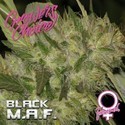 Black MAF (Growers Choice) feminized