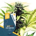 Larry Bird Kush (Zamnesia Seeds) feminisiert