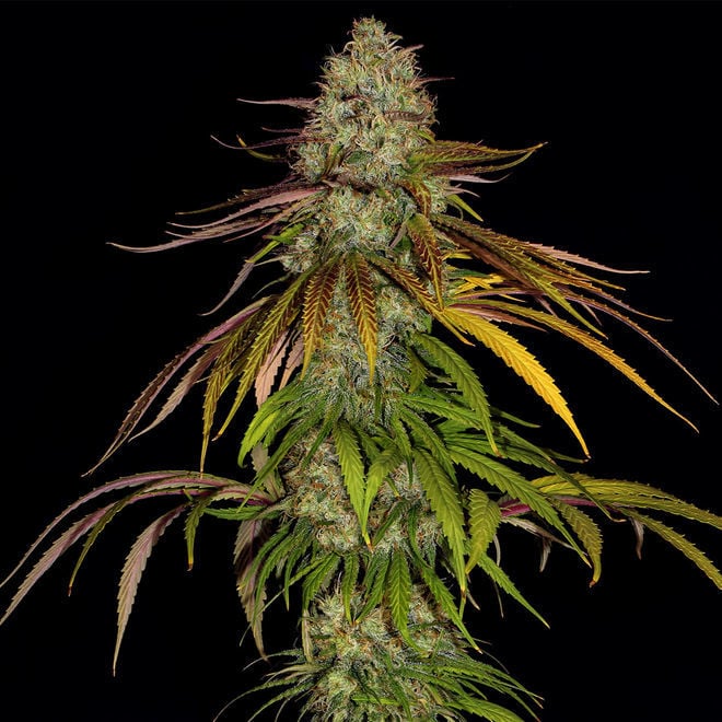 Larry Bird Kush (Zamnesia Seeds) - Zamnesia