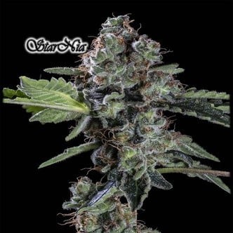 StarNia (GeneSeeds) feminized