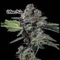 StarNia (GeneSeeds) Feminized