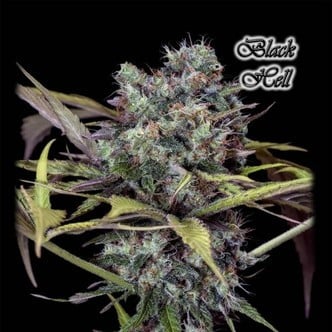 Black Hell (GeneSeeds) feminized