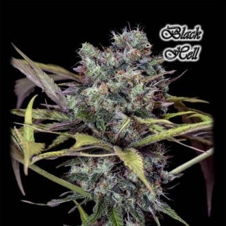 Black Hell (GeneSeeds) feminisiert