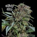 Harley Qinn (GeneSeeds) Feminized