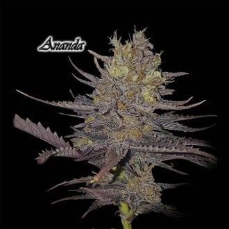 Ananda (GeneSeeds) feminisiert