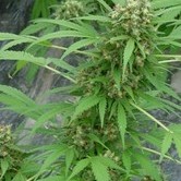 Early Skunk (Mr. Nice) regular