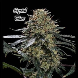 Crystal Tears (GeneSeeds) feminisiert