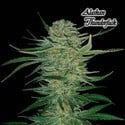 Alaskan Thunderfuck (GeneSeeds) feminisiert