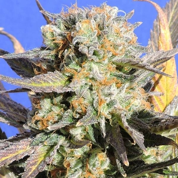 Granddaddy Black Feminisiert (Original Sensible Seeds)