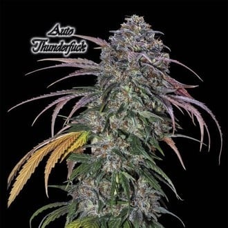 Auto Thunderfuck (GeneSeeds) feminisiert