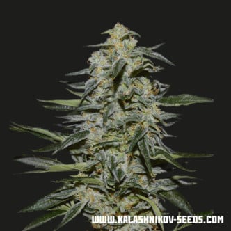 Katyusha (Kalashnikov Seeds) feminized