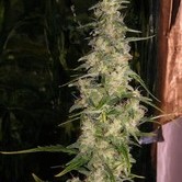 La Ni&ntilde;a (Mr. Nice) regular