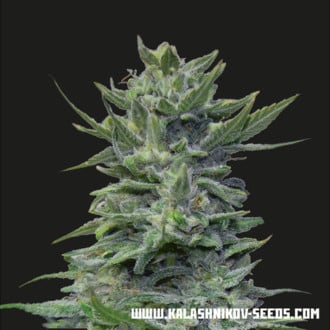 Lavanda Cream (Kalashnikov Seeds) Feminized