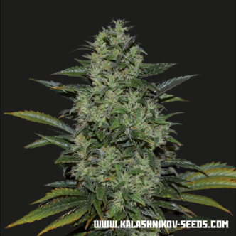 Power Russian (Kalashnikov Seeds) feminized