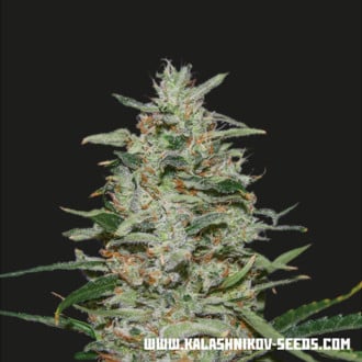 White Russian OG (Kalashnikov Seeds) feminisiert