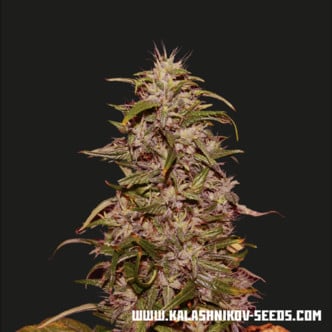 Big Altai Sativa Express (Kalashnikov Seeds) feminized