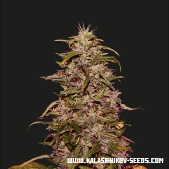 Big Altai Sativa Express (Kalashnikov Seeds) feminisiert