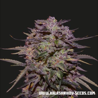 Purple Russian Express (Kalashnikov Seeds) feminized