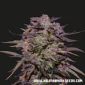 Purple Russian Express (Kalashnikov Seeds) feminisiert