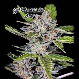 Girl Scout Cookies Auto (GeneSeeds) feminisiert