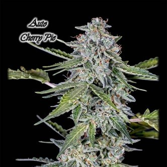 Auto Cherry Pie (GeneSeeds) feminisiert
